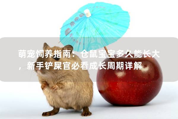 萌宠饲养指南：仓鼠宝宝多久能长大，新手铲屎官必看成长周期详解