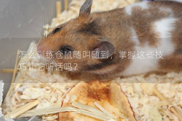 怎么训练仓鼠随叫随到，掌握这些技巧让它听话吗？