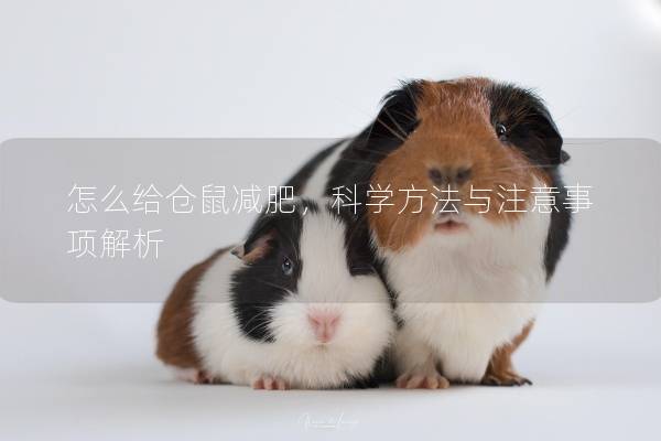 怎么给仓鼠减肥，科学方法与注意事项解析