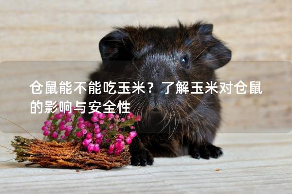 仓鼠能不能吃玉米？了解玉米对仓鼠的影响与安全性