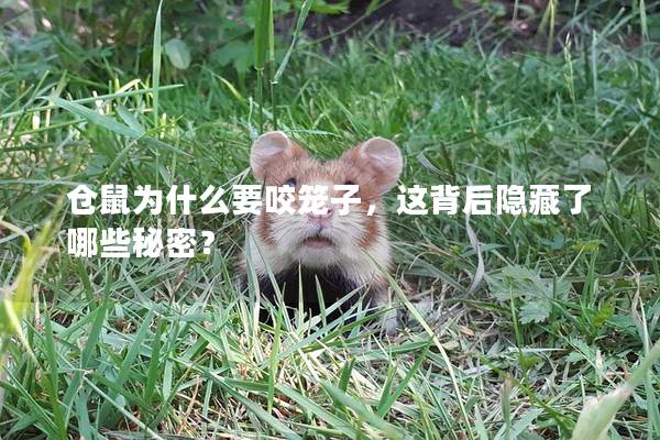 仓鼠为什么要咬笼子，这背后隐藏了哪些秘密？