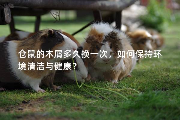 仓鼠的木屑多久换一次，如何保持环境清洁与健康？