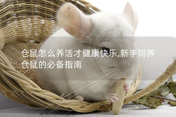仓鼠怎么养活才健康快乐,新手饲养仓鼠的必备指南