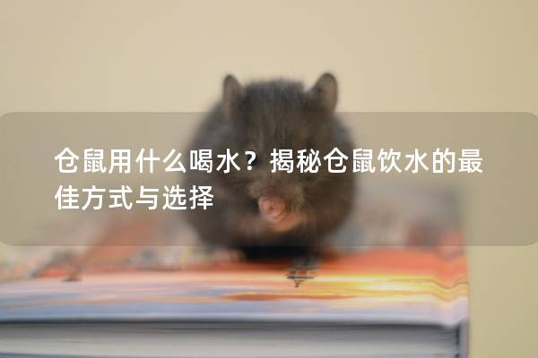 仓鼠用什么喝水？揭秘仓鼠饮水的最佳方式与选择