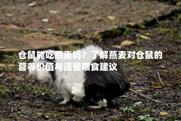 仓鼠能吃燕麦吗？了解燕麦对仓鼠的营养价值与适量喂食建议
