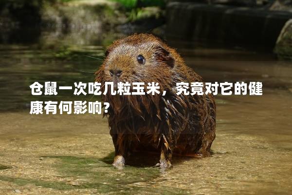 仓鼠一次吃几粒玉米，究竟对它的健康有何影响？
