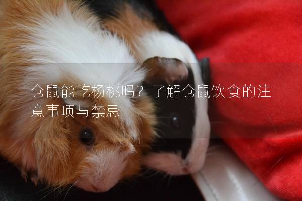 仓鼠能吃杨桃吗？了解仓鼠饮食的注意事项与禁忌