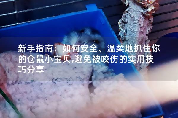 新手指南：如何安全、温柔地抓住你的仓鼠小宝贝,避免被咬伤的实用技巧分享