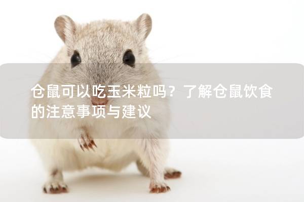 仓鼠可以吃玉米粒吗？了解仓鼠饮食的注意事项与建议