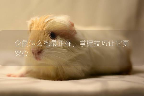 仓鼠怎么抱最正确，掌握技巧让它更安心