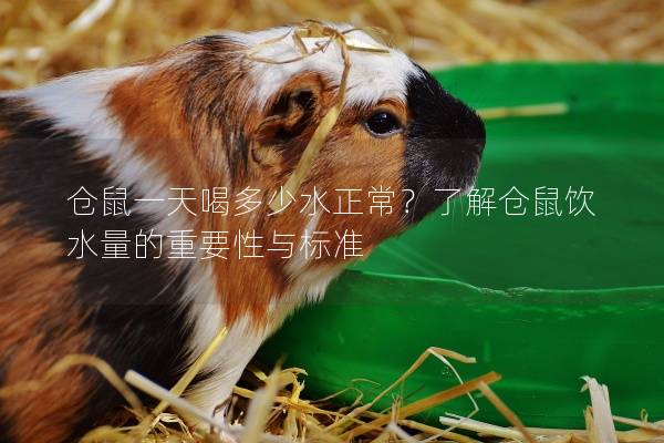 仓鼠一天喝多少水正常？了解仓鼠饮水量的重要性与标准
