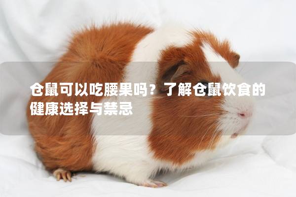 仓鼠可以吃腰果吗？了解仓鼠饮食的健康选择与禁忌