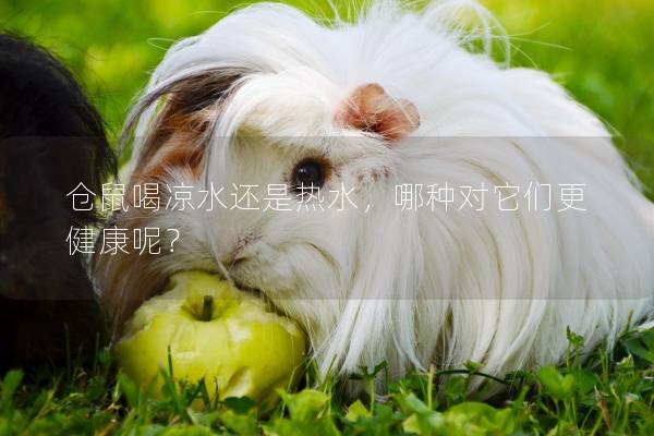 仓鼠喝凉水还是热水，哪种对它们更健康呢？