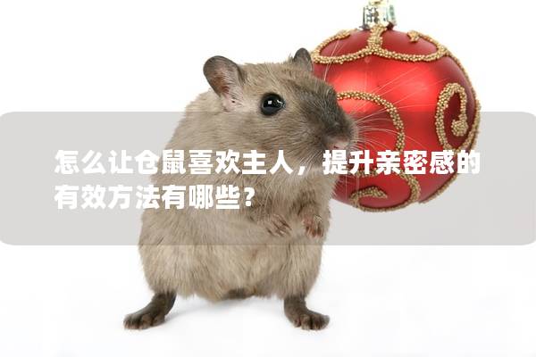 怎么让仓鼠喜欢主人，提升亲密感的有效方法有哪些？