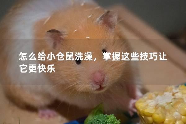 怎么给小仓鼠洗澡，掌握这些技巧让它更快乐