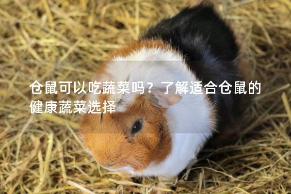 仓鼠可以吃蔬菜吗？了解适合仓鼠的健康蔬菜选择
