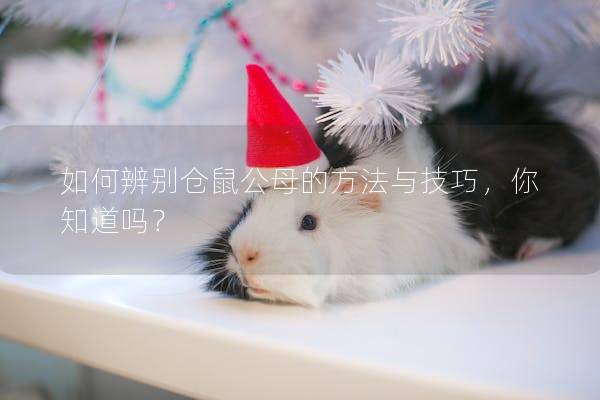 如何辨别仓鼠公母的方法与技巧，你知道吗？