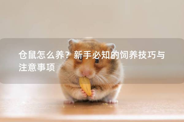 仓鼠怎么养？新手必知的饲养技巧与注意事项