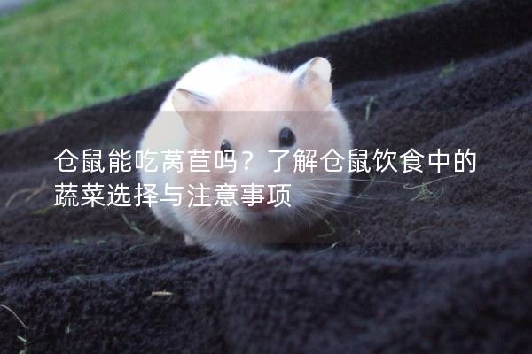 仓鼠能吃莴苣吗？了解仓鼠饮食中的蔬菜选择与注意事项