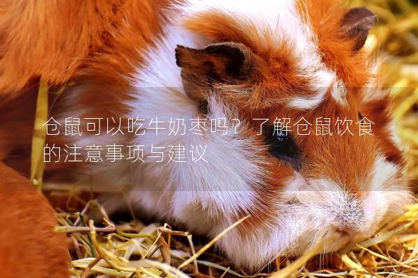 仓鼠可以吃牛奶枣吗？了解仓鼠饮食的注意事项与建议