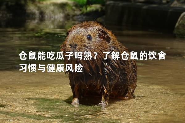 仓鼠能吃瓜子吗熟？了解仓鼠的饮食习惯与健康风险