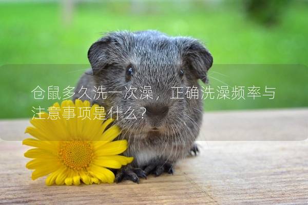 仓鼠多久洗一次澡，正确洗澡频率与注意事项是什么？