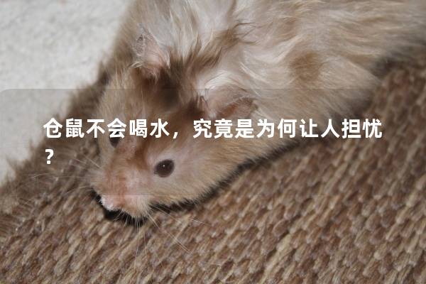 仓鼠不会喝水，究竟是为何让人担忧？