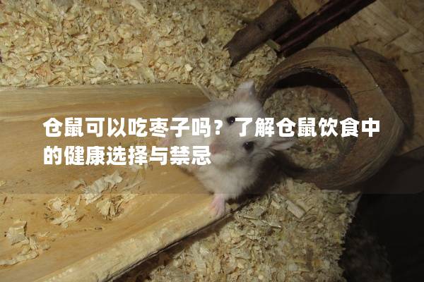 仓鼠可以吃枣子吗？了解仓鼠饮食中的健康选择与禁忌