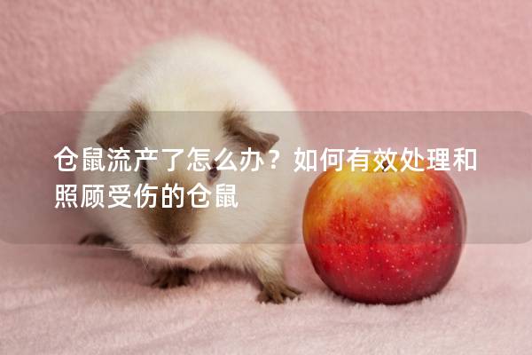 仓鼠流产了怎么办？如何有效处理和照顾受伤的仓鼠