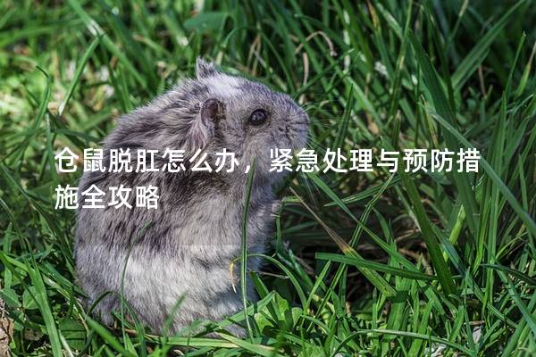 仓鼠脱肛怎么办，紧急处理与预防措施全攻略