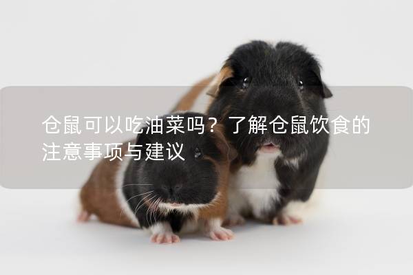 仓鼠可以吃油菜吗？了解仓鼠饮食的注意事项与建议