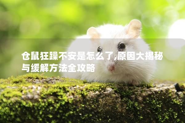 仓鼠狂躁不安是怎么了,原因大揭秘与缓解方法全攻略