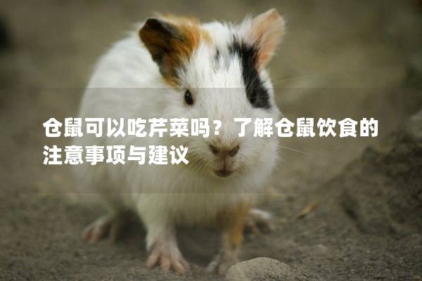 仓鼠可以吃芹菜吗？了解仓鼠饮食的注意事项与建议