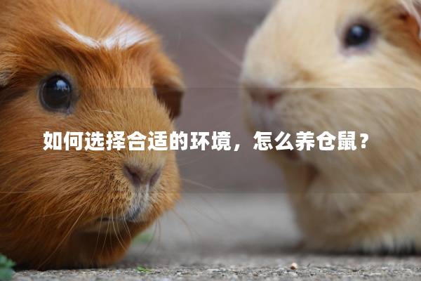 如何选择合适的环境，怎么养仓鼠？