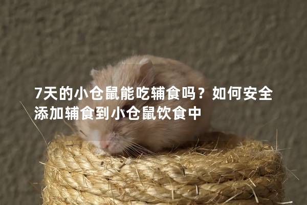 7天的小仓鼠能吃辅食吗？如何安全添加辅食到小仓鼠饮食中