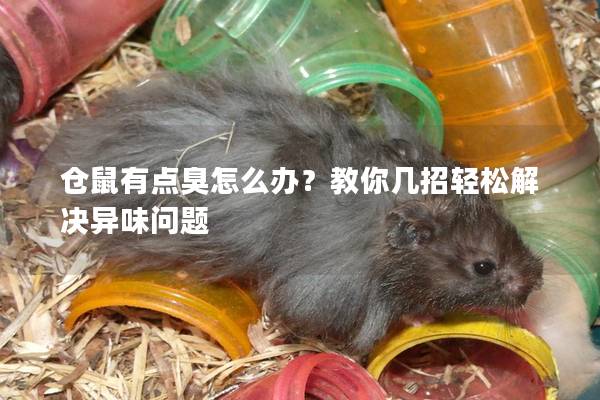 仓鼠有点臭怎么办？教你几招轻松解决异味问题