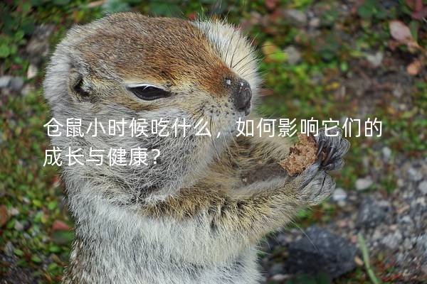 仓鼠小时候吃什么，如何影响它们的成长与健康？