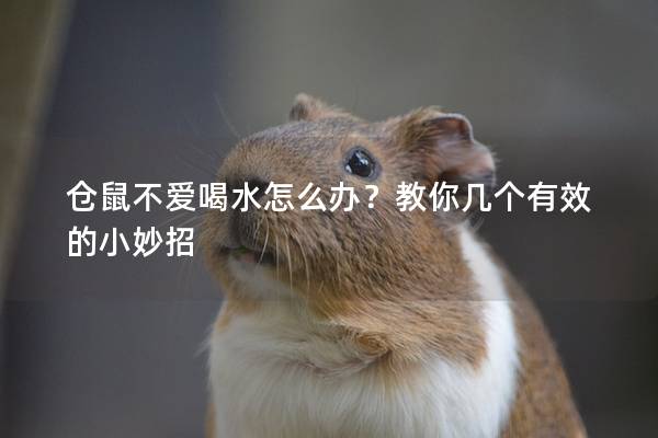 仓鼠不爱喝水怎么办？教你几个有效的小妙招