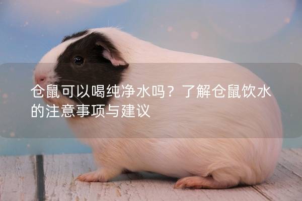 仓鼠可以喝纯净水吗？了解仓鼠饮水的注意事项与建议