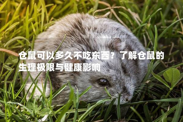仓鼠可以多久不吃东西？了解仓鼠的生理极限与健康影响