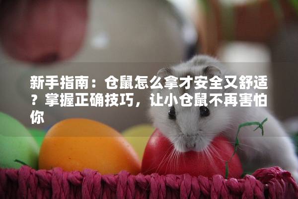新手指南：仓鼠怎么拿才安全又舒适？掌握正确技巧，让小仓鼠不再害怕你