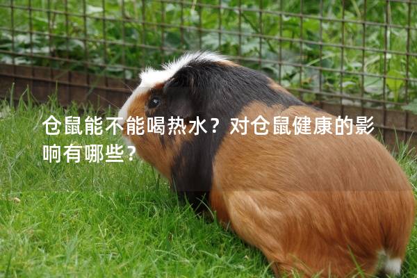 仓鼠能不能喝热水？对仓鼠健康的影响有哪些？