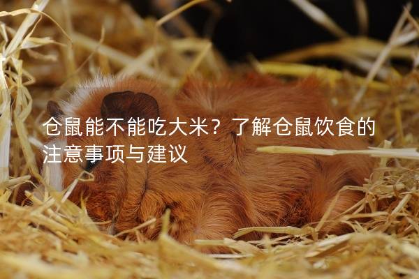 仓鼠能不能吃大米？了解仓鼠饮食的注意事项与建议