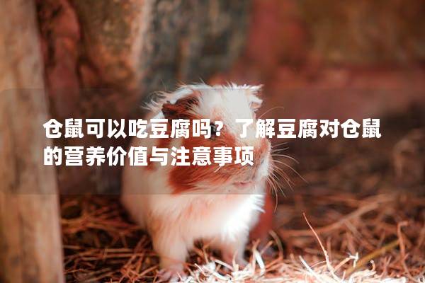 仓鼠可以吃豆腐吗？了解豆腐对仓鼠的营养价值与注意事项