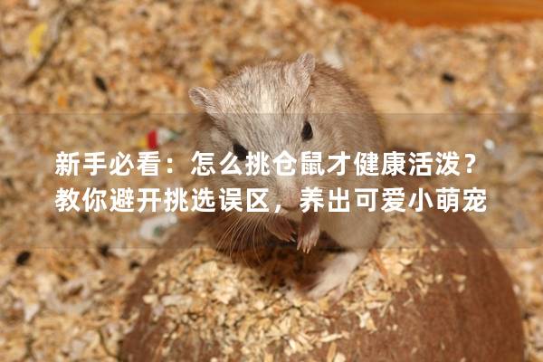 新手必看：怎么挑仓鼠才健康活泼？教你避开挑选误区，养出可爱小萌宠