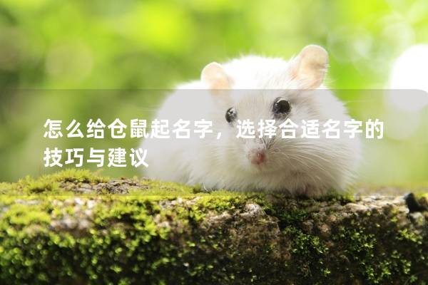 怎么给仓鼠起名字，选择合适名字的技巧与建议