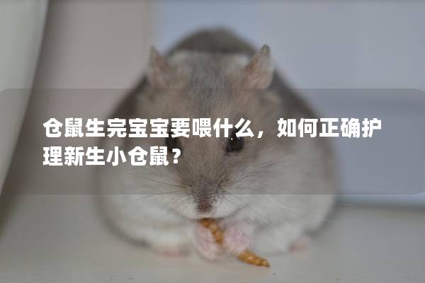 仓鼠生完宝宝要喂什么，如何正确护理新生小仓鼠？
