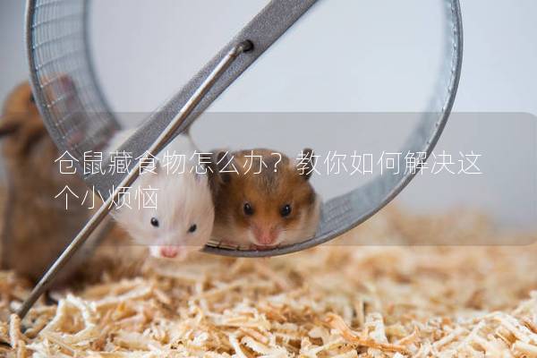 仓鼠藏食物怎么办？教你如何解决这个小烦恼