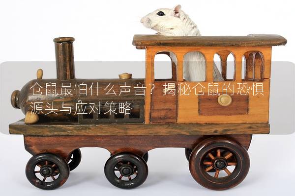仓鼠最怕什么声音？揭秘仓鼠的恐惧源头与应对策略