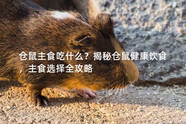 仓鼠主食吃什么？揭秘仓鼠健康饮食，主食选择全攻略